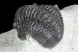 Gerastos Trilobite Fossil - Well Prepared #83348-5